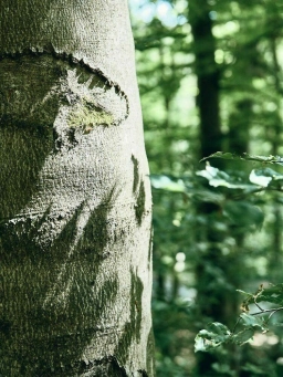 Foto eines massiven Baumstammes in einem Wald, der sich in der Nähe eines Wanderweges im Rheingau befindet